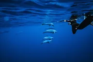 Oahu Swimming with Wild Dolphins Adventure thumbnail 3