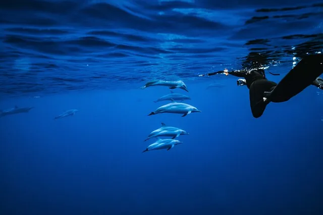 Oahu Swimming with Wild Dolphins Adventure - Image 3