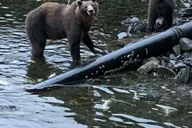 Sitka Whale Watching and Hot Springs Tour thumbnail 2
