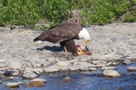 Kenai River Fishing Trip thumbnail 3