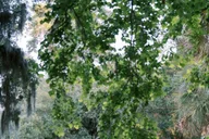 Charleston Magnolia Plantation & Gardens Tour thumbnail 4