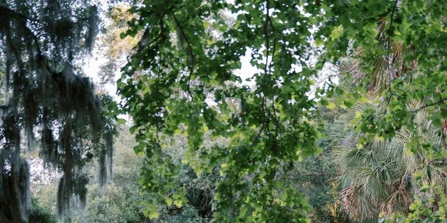 Charleston Magnolia Plantation & Gardens Tour - Image 4