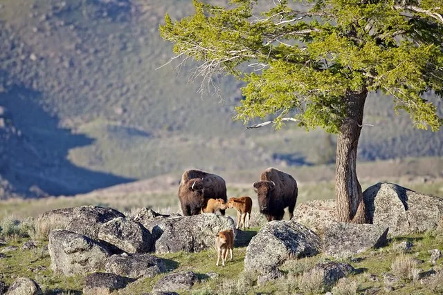 Yellowstone National Park Group Tour - Image 4