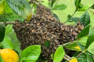Honokaa Beekeeping Classroom Tour 2 hr thumbnail 6