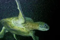 Hilo Night Dive for Certified Divers thumbnail 4
