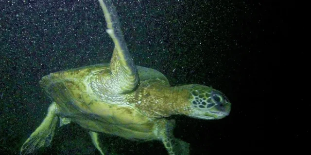 Hilo Night Dive for Certified Divers - Image 4