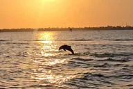 Melbourne Dolphin Sightseeing Tour 2 hr thumbnail 5