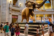 Washington DC Museum of Natural History Private Tour thumbnail 1