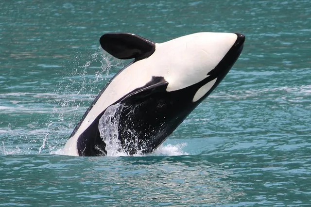 Seward Orca Quest Cruise 4 hr - Image 3