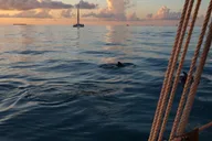 Key West Schooner Sunset Sail with Open Bar thumbnail 2