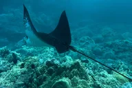 Maui Snorkel Tour with Photos 2.5 hr thumbnail 6