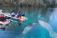 Silver Springs Manatees and Monkeys Kayak Tour thumbnail 4