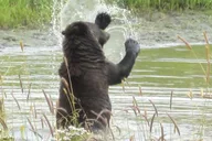 Anchorage Wildlife and Turnagain Arm Tour thumbnail 5