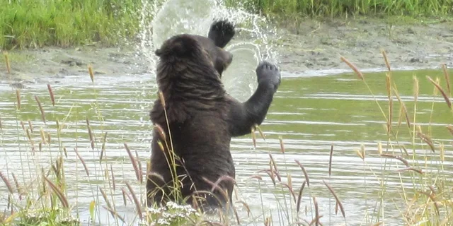 Anchorage Wildlife and Turnagain Arm Tour - Image 5