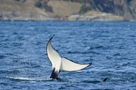 Orcas Island Orca Whale Tour thumbnail 5
