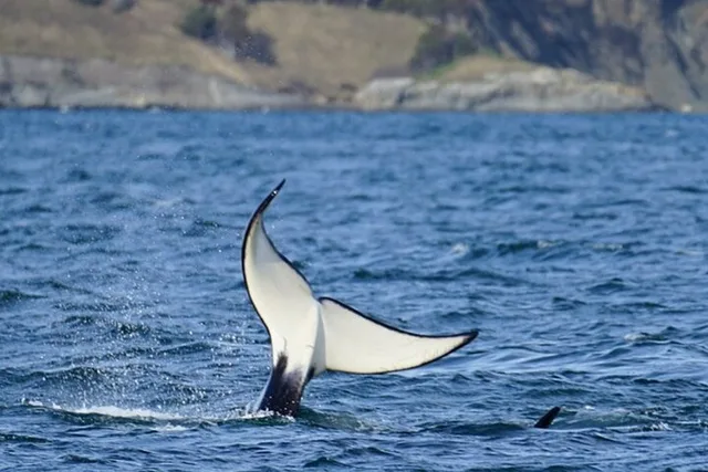 Orcas Island Orca Whale Tour - Image 5