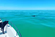 Key West Island Hop Sandbar Adventure 4 hr thumbnail 4