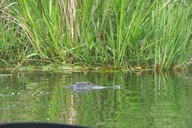 Alligator River Kayak Adventure thumbnail 4