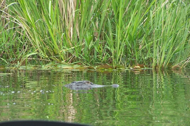 Alligator River Kayak Adventure - Image 4