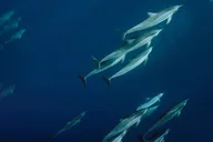 Kaanapali Whale Watching and Dolphin Search Private Charter thumbnail 4