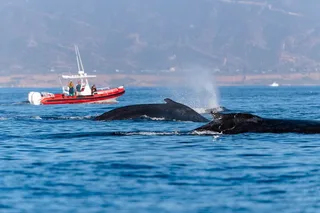 Oceanside Whale Watching Tour 150 Min
