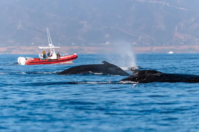 Oceanside Whale Watching Tour 150 Min - Image 1
