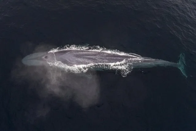 Monterey Whale Watching Tour - Image 2