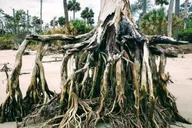 Hilton Head Island Daufuskie Island Beachcombing Tour 3 hr thumbnail 2