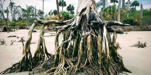 Hilton Head Island Daufuskie Island Beachcombing Tour 3 hr - Image 2