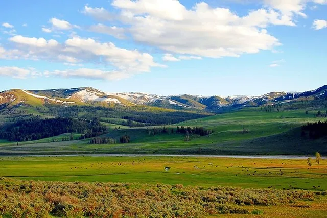 Yellowstone Lamar River Valley Day Hike - Image 3
