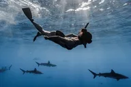 Hawaii Shark Dive thumbnail 2