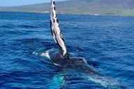 Maui Whale Watching Tour 2 hr thumbnail 4