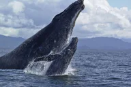 Hilo Humpback Whale-Watching Cruise 1.5 hr thumbnail 4