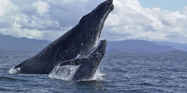 Hilo Humpback Whale-Watching Cruise 1.5 hr - Image 4