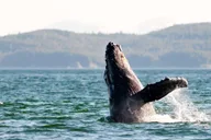 Maui Catamaran Whale Watch thumbnail 1