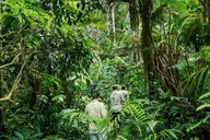 Kona Cloud Forest Sanctuary Jungle Tour thumbnail 3