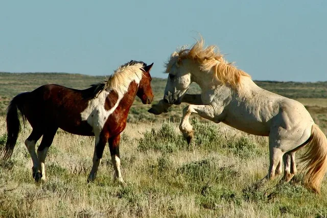 Cody Wild Mustang Bus Tour at 5 PM - Image 3