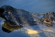 New Orleans Airboat Swamp Tour thumbnail 2