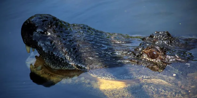 New Orleans Airboat Swamp Tour - Image 2