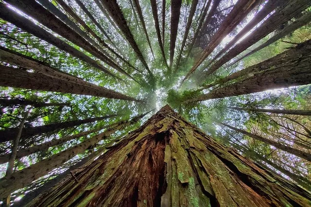 Maui Redwood Hiking Experience - Image 1