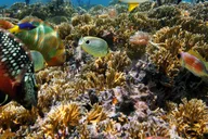 Key West Reef Snorkeling with Open Bar 3 hr thumbnail 1