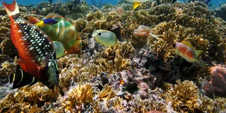 Key West Reef Snorkeling with Open Bar 3 hr