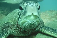 Kauai Snorkeling Adventure 2 hr thumbnail 4