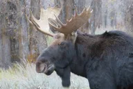 Jackson Hole Grand Teton National Park Guided Tour thumbnail 3