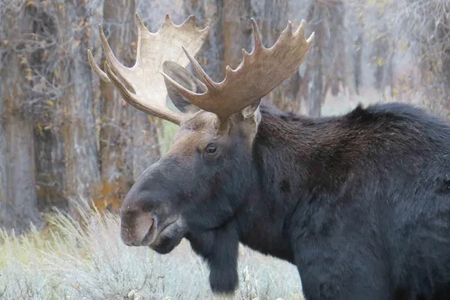 Jackson Hole Grand Teton National Park Guided Tour - Image 3