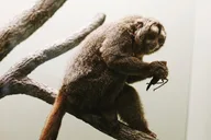 Washington DC Smithsonian Museum Tour 5.5 Hr thumbnail 6