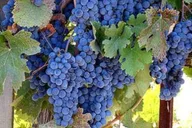 San Francisco Private Wine Tour to Guerneville thumbnail 1