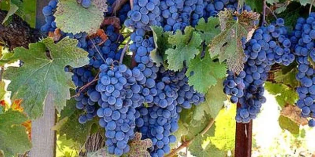 San Francisco Private Wine Tour to Guerneville - Image 1