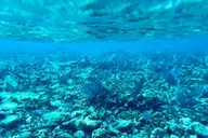 Key Largo Coral Reef Snorkel Trip thumbnail 4