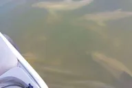Cocoa Beach Dolphin and Manatee Eco Boat Tour thumbnail 5